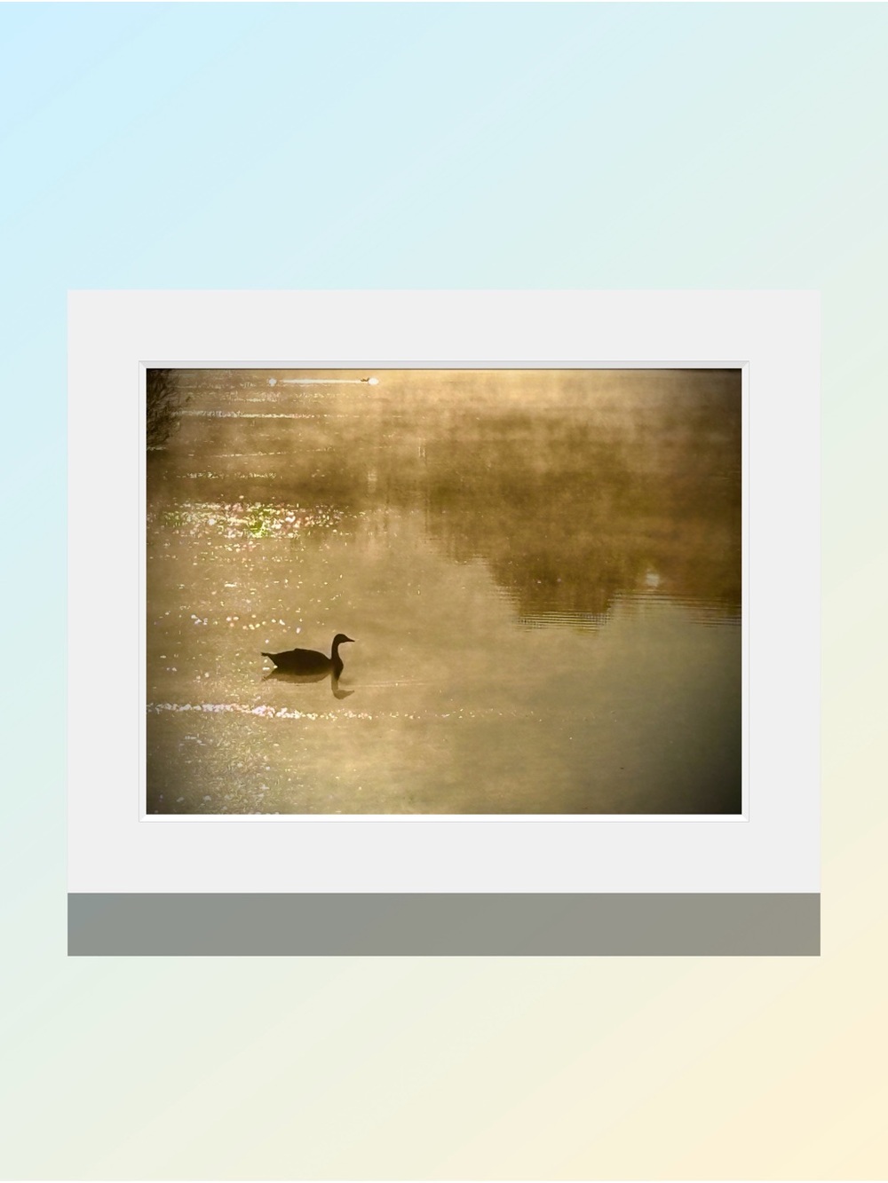 Matted Golden Brown Duck Silhouette Photography Print by Joy M Holder